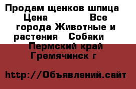 Продам щенков шпица › Цена ­ 25 000 - Все города Животные и растения » Собаки   . Пермский край,Гремячинск г.